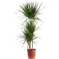 Flowerbox Gerandeter Drachenbaum 3-Stamm - pflegeleichte Zimmerpflanze, Dracaena marginata - Höhe ca. 120 cm, Topf-Ø 21 cm