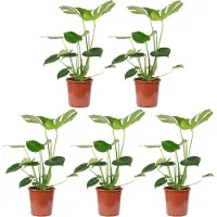 Flowerbox 5er-Set Fensterblatt - Monstera Deliciosa