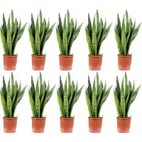 Flowerbox 10er-Set Bogenhanf - Sansevieria zeylanica