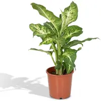 Everspring Dieffenbachie Mars - Ø17cm - 50cm