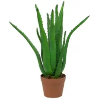 XL Palms Aloe-Vera