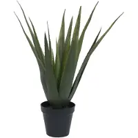 XL Palms Aloe-Vera