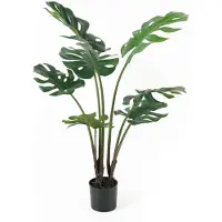 PT Living Monstera