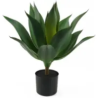 PT Living Succulent