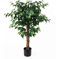PT Living Fig Ficus