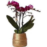 Everspring Orchids Lila Phalaenopsis Orchidee Morelia & Groove Ziertopf Gold Topfgröße 9cm 40cm Hoch