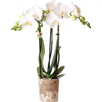 Everspring Orchids Weiße Phalaenopsis Orchidee Amabilis Topfgröße 9cm