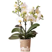 Merkloos Orchids Weiße Phalaenopsis Orchidee Lausanne Topfgröße 9cm