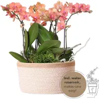 Everspring Orchids Pflanzenset inkl. Wassertank Drei Orchideen Bozen 9cm & Drei Grünpflanzen Rhipsalis Dschungelstrauß Orange
