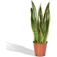 Everspring Bogenhanf Laurentii - Ø14cm - 40cm