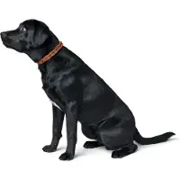 Hunter - Dogcollar Solid Education Cord M-L (60), dark brown/orange - (69319)