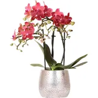 Everspring Orchids Rote Phalaenopsis Orchidee Congo & Elite Topf Silber Topfgröße 9cm 40cm Hoch