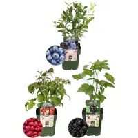 Frank GmbH Plants by Frank | Früchteparty Obstpflanzen Mix | Heidelbeerstrauch | Himbeerstrauch | Brombeerstrauch | 100% Biologisch | Gartenpflanzen