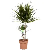 Plant in a Box Dracaena Marginata -