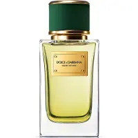 Dolce&Gabbana Dolce & Gabbana Velvet Vetiver Eau de Parfum 100ml Spray