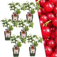 Frank GmbH Plants by Frank | 6 Stachelbeerpflanzen 100% Biologisch | Ribes Rubrum | Stachelbeerstrauch | Obstgarten | Gemüsegarten | Gartenpflanzen