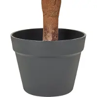 Beliani Buxus Ball Tree