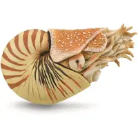 Collecta Nautilus Pompilius Xl-figur Golden 3-6 Years Kinder Golden 3-6 Years