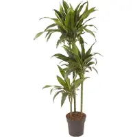 Plant in a Box Drachenbaum - Dracaena deremensis 'Janet Craig' - Höhe 140-150cm - 24cm