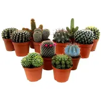 Plant in a Box Mini Kakteen - 12 Stk - Cactus - Höhe 5-10cm - 6cm