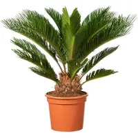 OH2 Aufblühende Japanische Sago-Palme - Cycas Revoluta - 50-70 cm