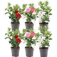 Frank GmbH Plants by Frank | 6 Dipladenia Mix Pflanzen | 2x Weiß, 2x Rot, 2x Rosa | Mandevilla Mix | Reichblühend | Kletterpflanze | Gartenpflanzen
