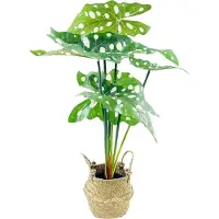 Eurofirany Kunstpflanze - getrocknete Blume Eurocurtains Alocasia, Kunstblume in einem Korb