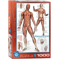 Eurographics Muskelsystem Puzzle 1000 Teile