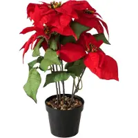 Boltze Weihnachtsstern