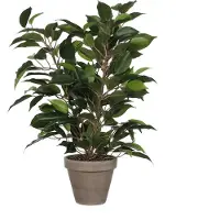 Mica Ficus Natsja Künstliche Pflanze
