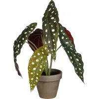 Intratuin Mica Kunstpflanze Begonie Maculata grün im Topf Ø 21 x 28 cm GLO660754945