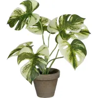 Intratuin Monstera polypropylene 30 x 24 cm grün GLO660353718