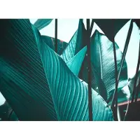 Living Walls Fototapete "Designwalls Leaf Stalks 2" glatt Vlies, Wand, Schräge, Decke