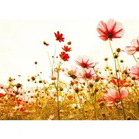 Living Walls Fototapete "Designwalls Flower Meadow 2" glatt Vlies, Wand, Schräge, Decke