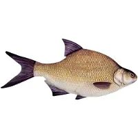 Energoteam Bream 74016473 Kissen
