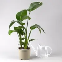 Pflanzen-Kölle Strelitzie nicolai, Topf-Ø 17 cm, Höhe ca. 55 cm
