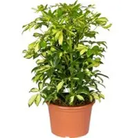 Pflanzen-Kölle Schefflera 'Gerda', grün-gelb, Topf-Ø 21 cm, Höhe ca. 55 cm