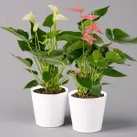 Pflanzen-Kölle Flamingoblumen Mix inkl. Übertopf Dallas weiß, 2er-Set, Topf-Ø 12 cm, Höhe 30 cm