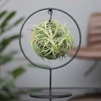 Pflanzen-Kölle Tillandsia 'Magic Ball' in rundem Metallgestell, 17cm Ø