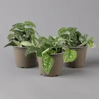 Pflanzen-Kölle Scindapsus pictus 'Trebie', Topf-Ø 12 cm, Höhe ca. 20 cm, 3er-Set