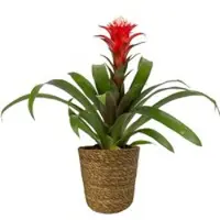 Pflanzen-Kölle Guzmania 'Hope' rot-weiß, Topf-Ø 13 cm, mit Korb Maki, Höhe ca. 45 cm