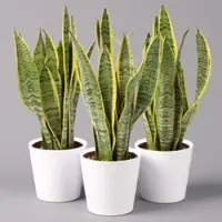 Pflanzen-Kölle Bogenhanf in Keramiktopf Dallas weiß, Topf-Ø 12 cm, Höhe ca. 30-45 cm, 3er-Set