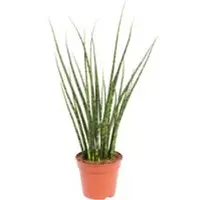 Pflanzen-Kölle Bogenhanf, 'Fernwood Mikado', Topf-Ø 14 cm, Höhe ca. 60 cm