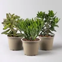 Pflanzen-Kölle Geldbaum Mix, verschiedene Formen, Topf-Ø 12 cm, Höhe ca. 20 cm, 3 Pflanzen