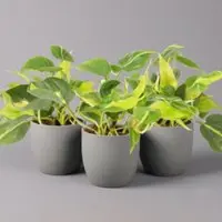 Pflanzen-Kölle Philodendron 'Brasil', Topf-Ø 12 cm, Höhe ca. 15-20 cm, 3er-Set
