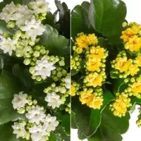 Pflanzen-Kölle Kalanchoe 'Calandiva', weiß & gelb,Topf-Ø 12 cm, Höhe ca. 20-30 cm, 6er-Set