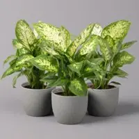 Pflanzen-Kölle Dieffenbachie 'Compacta', Topf-Ø12cm, Höhe ca. 25 cm, 3er-Set