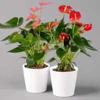 Pflanzen-Kölle Flamingoblumen Mix inkl. Übertopf Dallas weiß, 2er-Set, Topf-Ø 12 cm, Höhe 30 cm