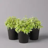 Pflanzen-Kölle Birkenfeige 'Kinky' in Keramiktopf anthrazit, Topf-Ø 12cm, H: ca. 25 cm, 3er-Set
