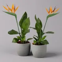 Pflanzen-Kölle Strelitzia reginae, inkl. Kunstblüte, Topf-Ø 13 cm, Höhe ca. 40 cm, 2 Pflanzen